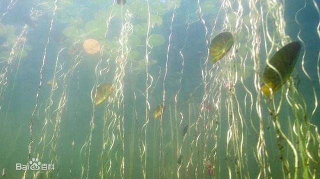 底栖藻大部分是肉眼能看见的多细胞海藻.