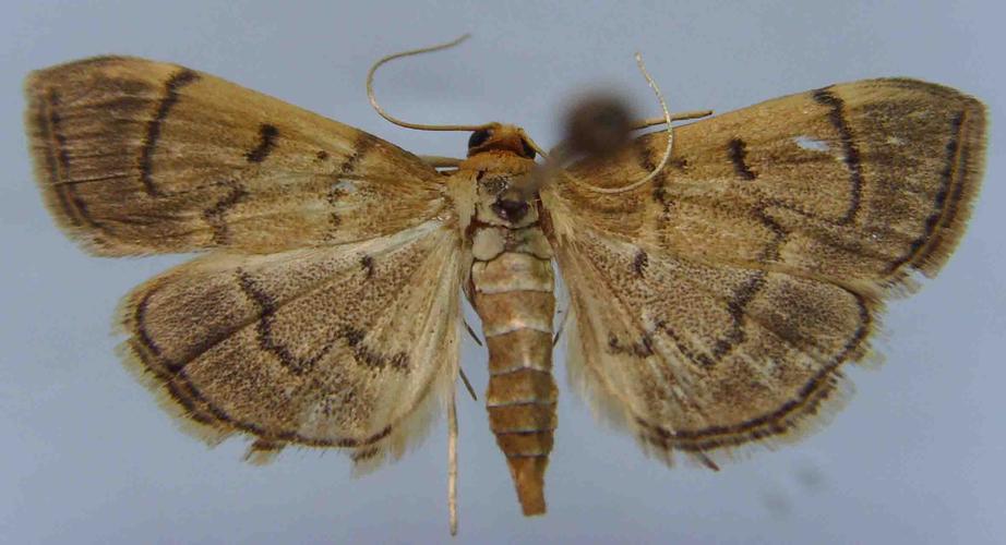 稻螟虫,昆虫纲鳞翅目(lepidoptera)螟蛾科蛀禾螟属的一种昆虫.