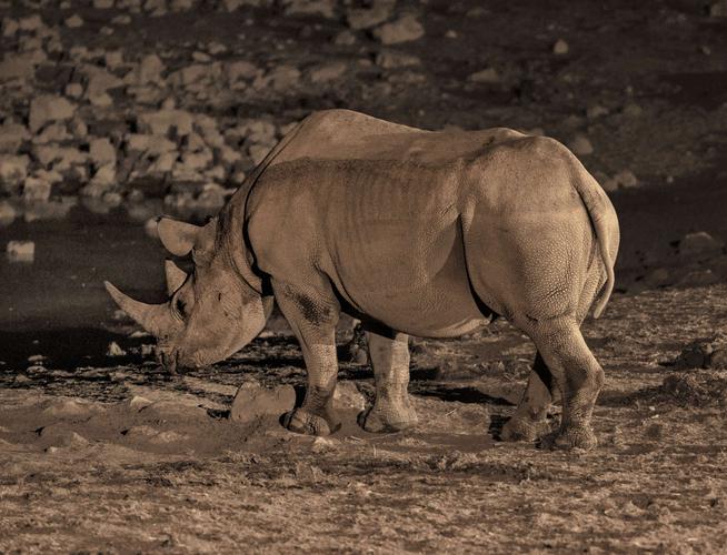 犀牛虽然躯体硕大,相貌丑陋,却是胆小无害.