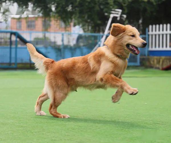 运动不光关乎健康问题,对狗狗的日常行为也有很大的影响.