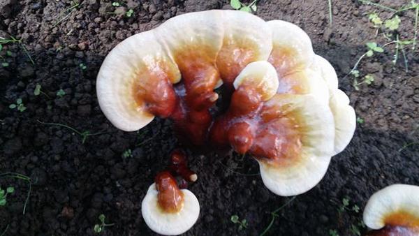 拉萨白肉灵芝出棚 最重的一斤