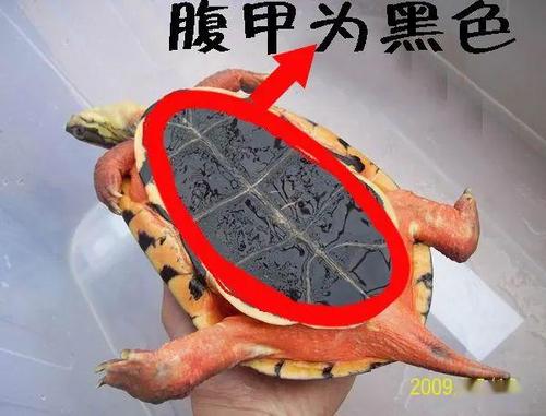 图文并茂教你四看识别金钱龟(三线闭壳龟,断板龟,红边