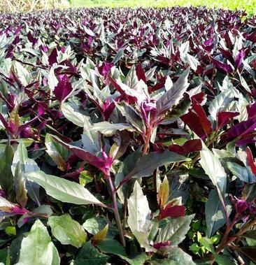 紫背天葵,生态种植,百亩基地,欢迎考察合作