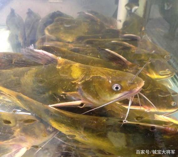 老北京人从来不吃无鳞淡水鱼,但认为的这种无鳞鱼却是有鱼鳞的鱼