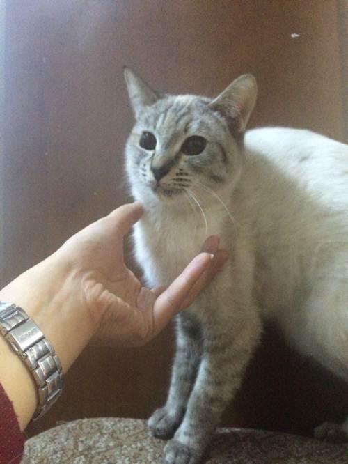 自家虎斑暹罗找新家—北京东城区雍和宫宠物猫