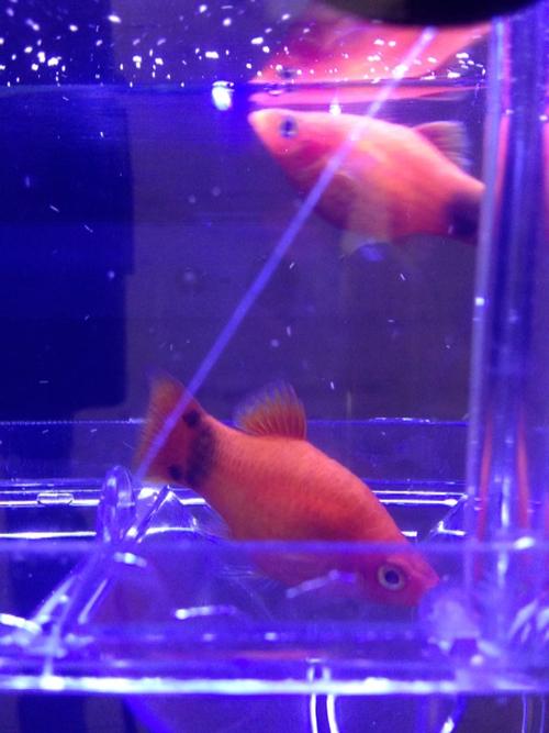 请问这种叫红月光鱼吗 养了很久了全部尾部都有黑斑 肚子一直都很大我