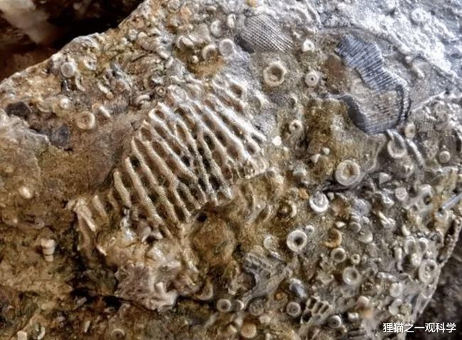 河北公园发现奥陶纪古生物化石群这是什么样的时代有多神秘