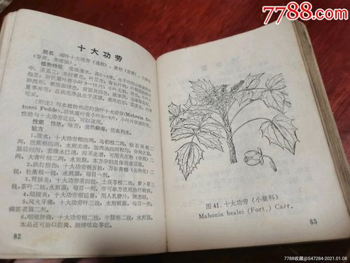 江西草药,附图312种,单方,验方1293个_医书/药书_第6张_7788小人书