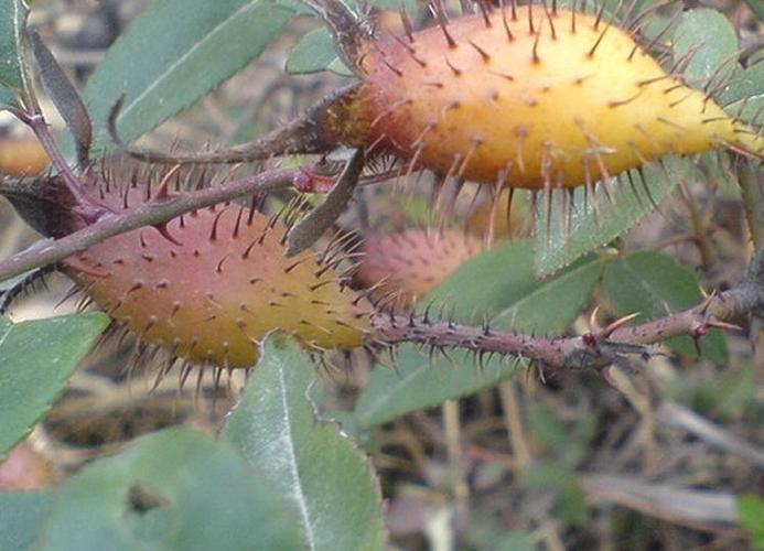 野生药材金樱子 蜂糖罐 罐子刺头倒挂金钩黄茶瓶(新货