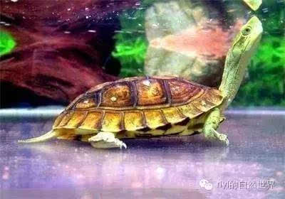 中国特有的龟你了解多少