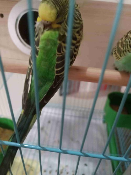 我家的虎皮鹦鹉这是怎么了,右边这只是怀孕了吗