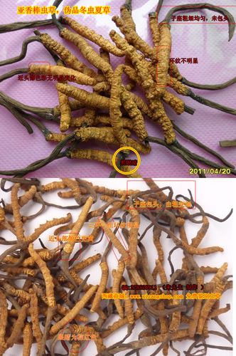 亚香棒虫草和冬虫夏草的区别