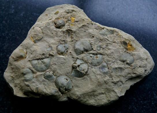 杭州市余杭区文物普查登录一处腕足动物化石群