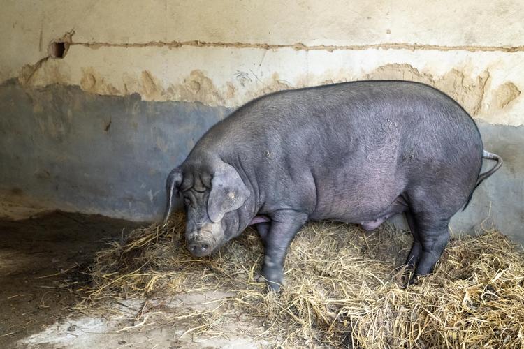 养的一只大黑猪,重约300多斤,颇为庞大,价值应该不菲.