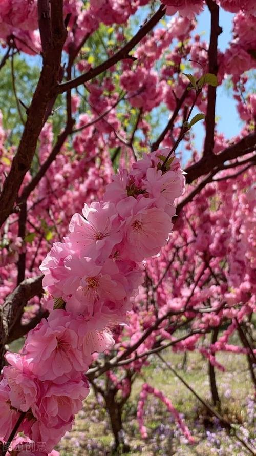 桃花桃园美景