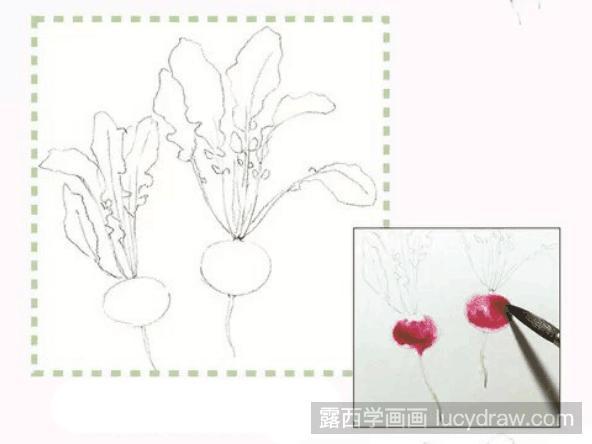 水彩画教程:怎么画樱桃萝卜