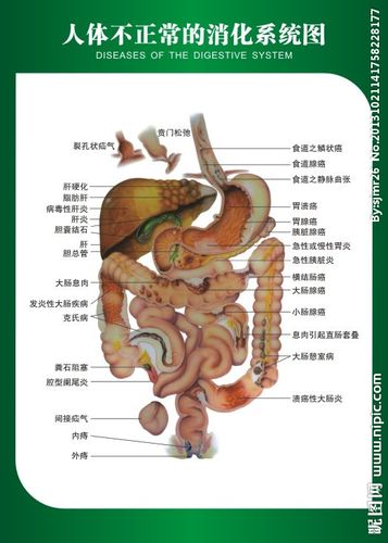消化系统解剖图图片
