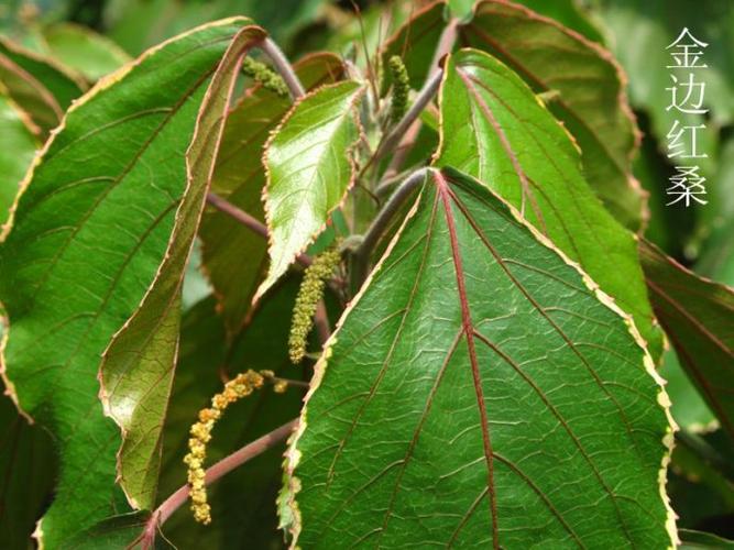 金边红桑033