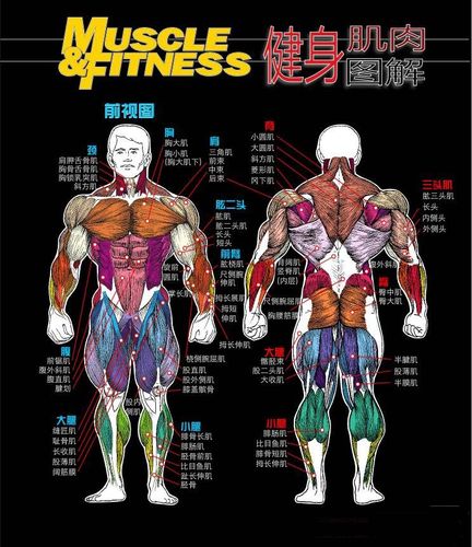详细的健身肌肉图解