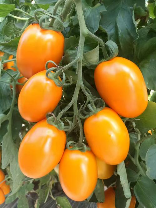 金佰利黄色番茄种子 黄罗曼类型柿子种子_品种