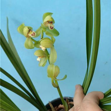 所有分类 杂交品种 春剑 荷瓣 春剑荷3苗1花苞  拍卖