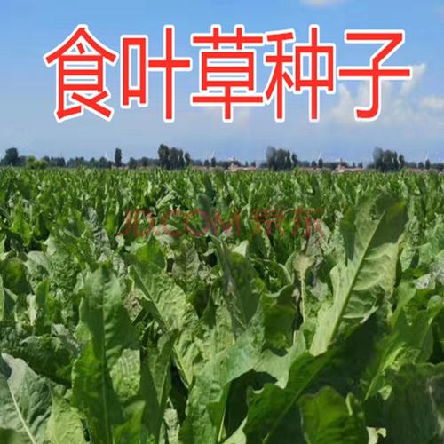 食叶草种子蛋白草高产草籽牧草种籽四季猪牛羊鸡鸭鹅鱼食用草 食叶草