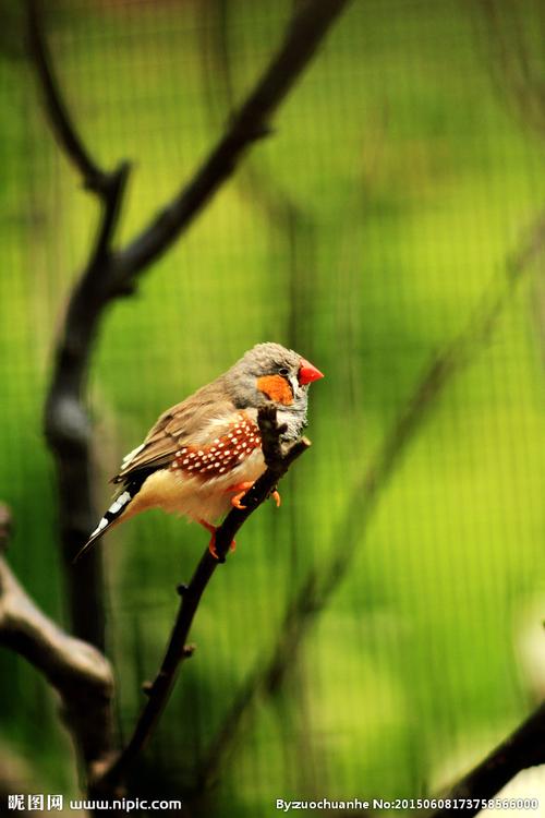 红嘴雀摄影图__鸟类_生物世界_摄影图库_昵图网nipic.