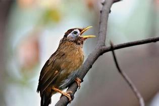 画眉鸟不鸣叫的几种原因