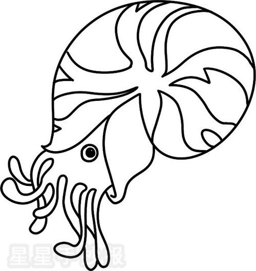 海螺简笔画图片大全