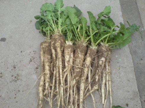 这种菜的学名儿叫什么?老家叫man jing