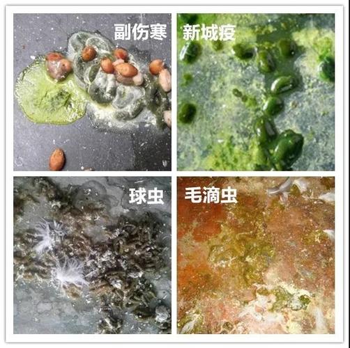 如何快速识别鸽病