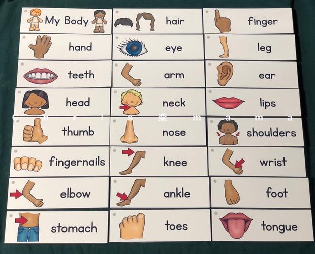 七田真身体部位英语启蒙早教闪卡英文单词卡片手工