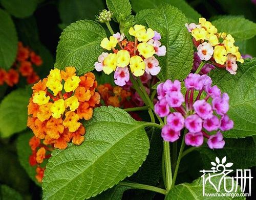 五色梅有毒吗可以家养吗,五色梅全株有毒(误食会引起发烧)