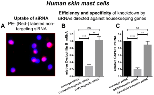 rna interference by the accell system in human skin mast cells