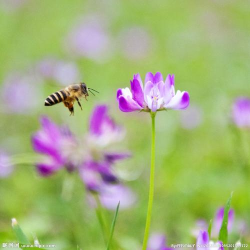 蜜蜂和花图片
