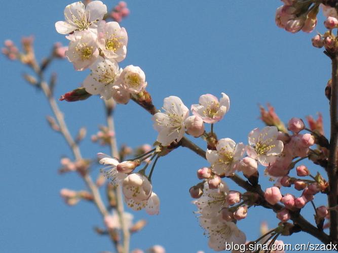 樱桃花开