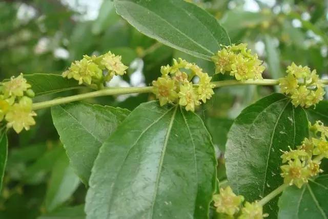 一张图看懂一年四季44种常见植物花开时间!