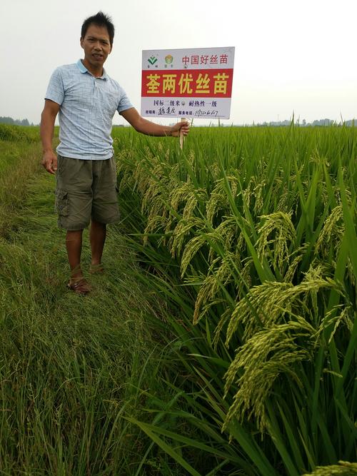 荃两优丝苗 (荃两优534) 2019年亮剑宜城