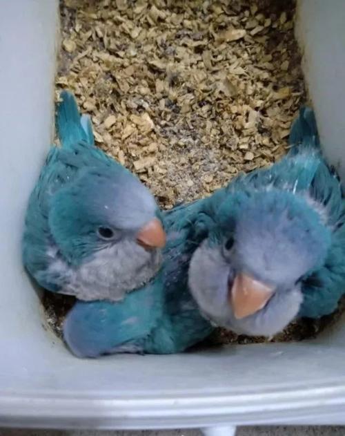 如何区分普通和尚鹦鹉与大体和尚鹦鹉的区别有哪些不同