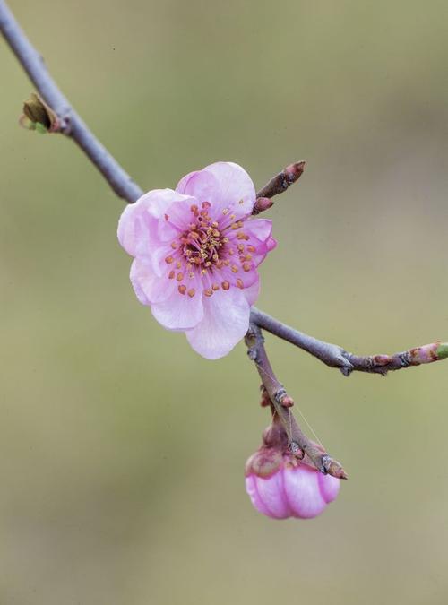 摄影随笔:三月春风徐徐吹 美人梅花美春天
