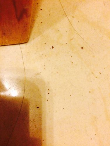 我家里好多这种小渣滓,家里有过蟑螂,这个会不会是蟑螂卵啊?