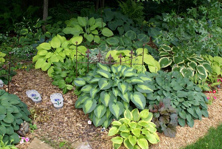 玉簪花 超级耐阴植物 10厘米盆发货 多年生宿根植物