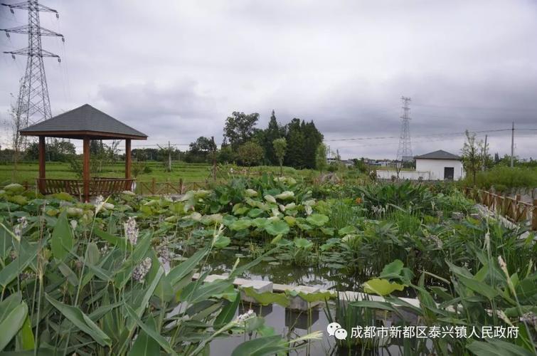 这一年,我们实现的泰"兴"_泰兴镇