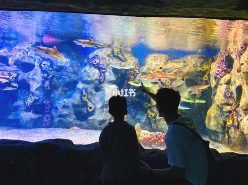 镜湖湿地海洋公园_海洋公园_镜湖湿地儿童乐园自由行热门攻略_主题