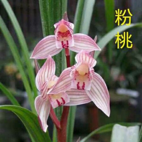 春剑粉桃又叫粉荷 室内盆景兰花荷瓣 绿植兰草 进化空气植物