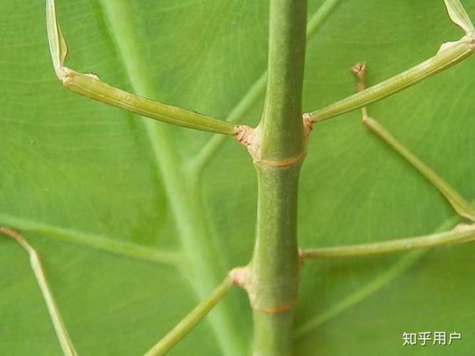 竹节虫近距离身躯