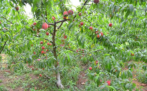 桃树枝枯病的症状发生规律及防治方法