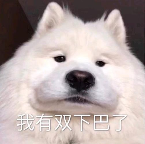 笑出双下巴搞笑表情包聊天图片表情