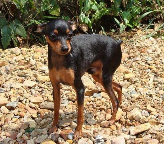 最可爱的十种小型犬,您喜欢哪种