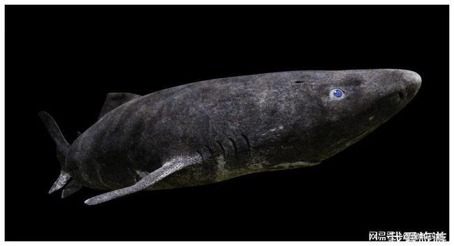 世界上最大的鲨鱼
